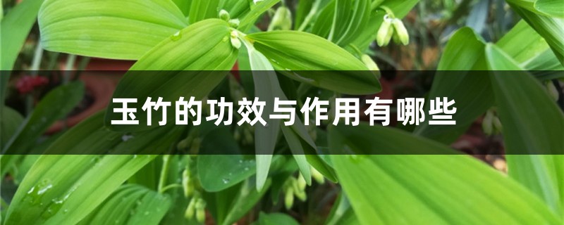 玉竹的功效与作用有哪些 玉竹的功效与作用有哪些