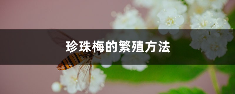 珍珠梅的繁殖方法 珍珠梅的繁殖方法