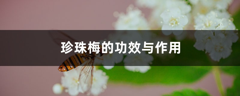 珍珠梅的功效与作用 珍珠梅的功效与作用