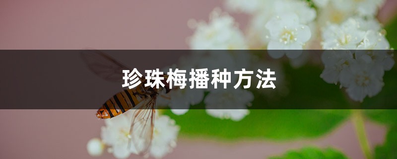 珍珠梅播种方法 珍珠梅播种方法