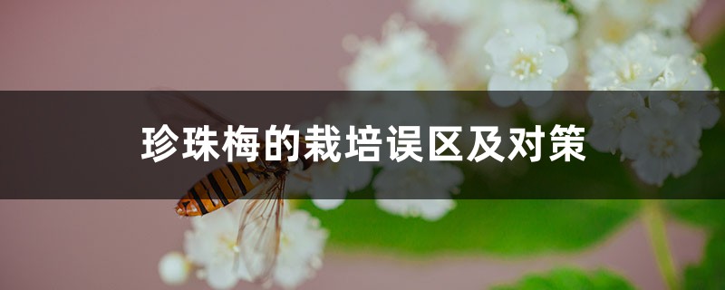 珍珠梅的栽培误区及对策 珍珠梅的栽培误区及对策