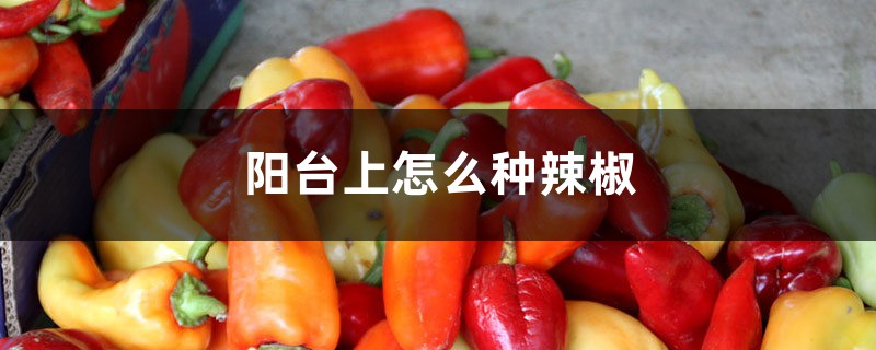 阳台上怎么种辣椒 阳台上怎么种辣椒