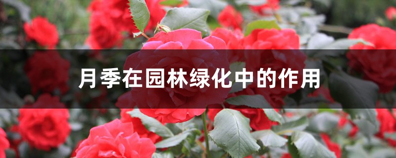 月季在园林绿化中的作用 月季在园林绿化中的作用