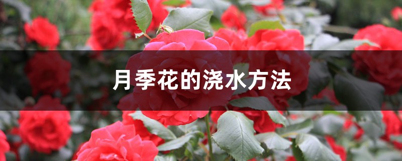月季花的浇水方法 月季花的浇水方法