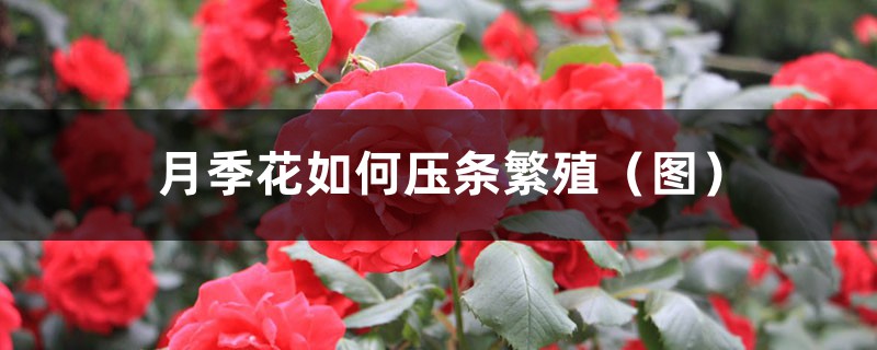 月季花如何压条繁殖(图) 月季花如何压条繁殖(图)