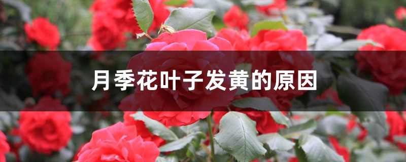 月季花叶子发黄的原因 月季花叶子发黄的原因
