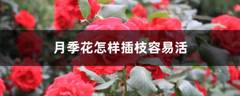 月季扦插 月季扦插