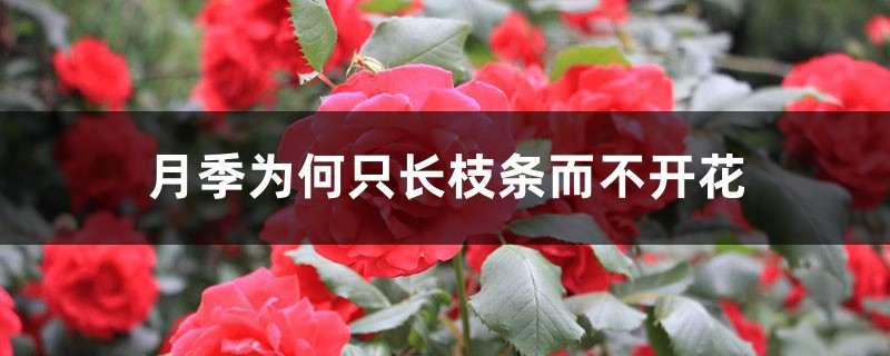 月季为何只长枝条而不开花 月季为何只长枝条而不开花