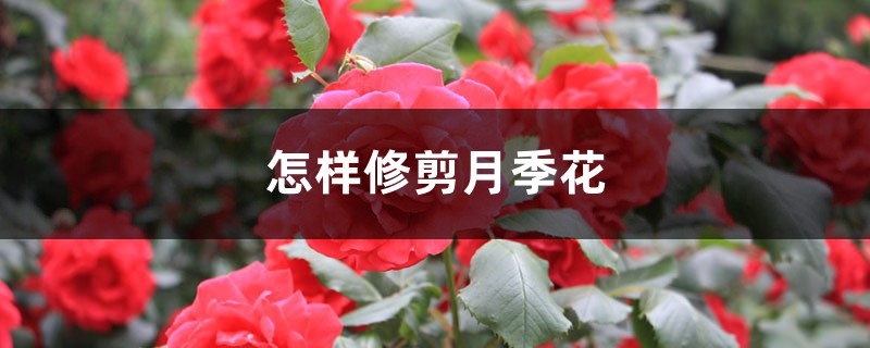 怎样修剪月季花 怎样修剪月季花