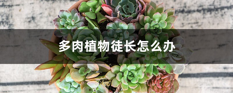 多肉植物徒长怎么办 多肉植物徒长怎么办