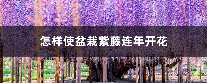 怎样使盆栽紫藤连年开花 怎样使盆栽紫藤连年开花