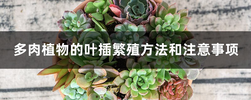 多肉植物的叶插繁殖方法 多肉植物的叶插繁殖方法