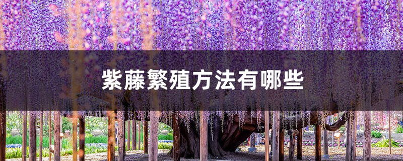 紫藤的繁殖方式有哪些 紫藤的繁殖方式有哪些