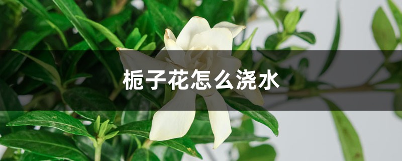 栀子花怎么浇水 栀子花怎么浇水