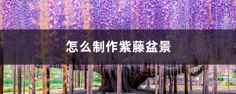 怎么制作紫藤盆景 怎么制作紫藤盆景