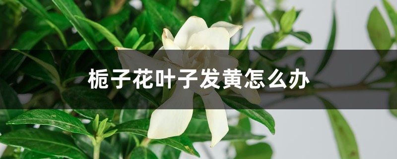 栀子花叶子发黄怎么办 栀子花叶子发黄怎么办