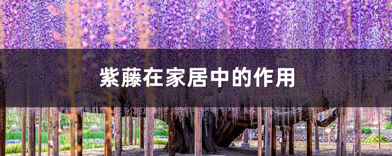紫藤在家居中的作用 紫藤在家居中的作用