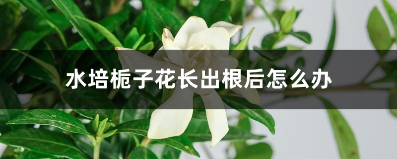 水培栀子花长出根后怎么办 水培栀子花长出根后怎么办
