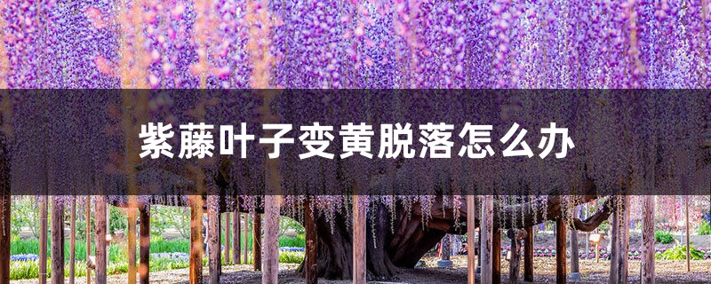 紫藤叶子变黄脱落怎么办 紫藤叶子变黄脱落怎么办