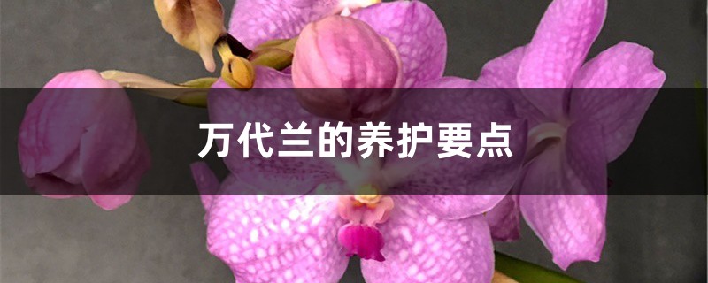 万代兰的养护要点 万代兰的养护要点