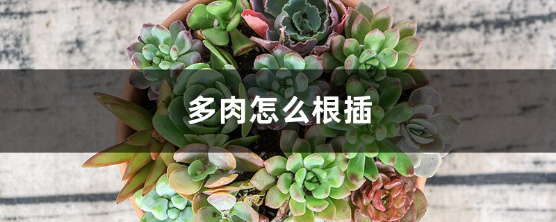 多肉怎么根插 多肉怎么根插