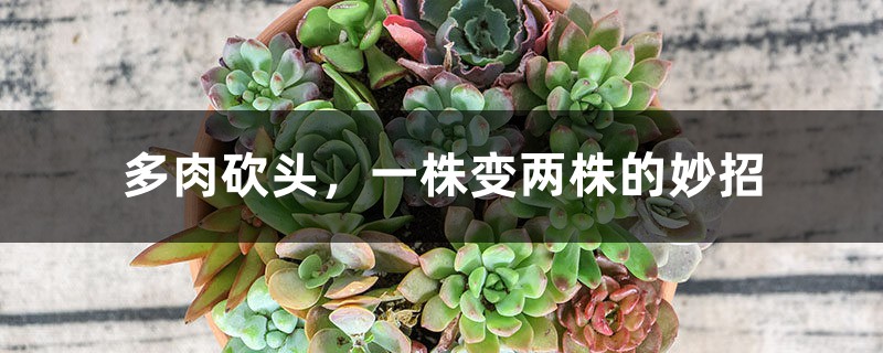 多肉砍头，一株变两株的妙招