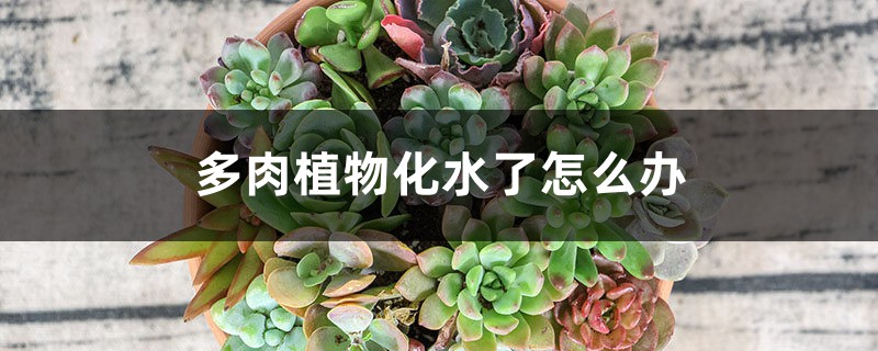 多肉植物化水了怎么办 多肉植物化水了怎么办