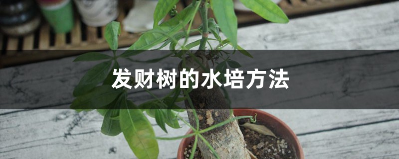 发财树的水培方法 发财树的水培方法