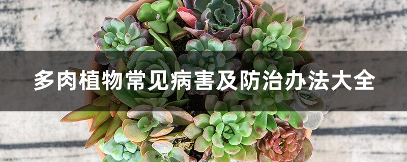 多肉植物常见病害及防治办法大全 多肉植物常见病害及防治办法大全