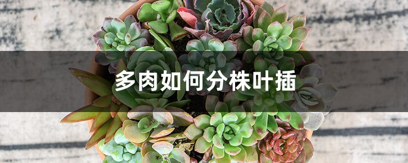 多肉如何分株叶插 多肉如何分株叶插