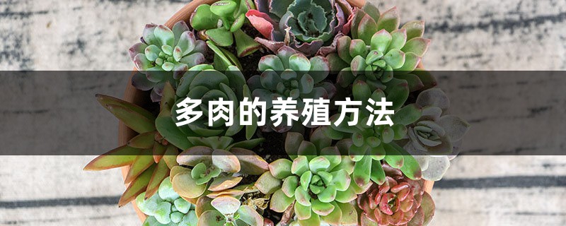 多肉的养殖方法 多肉的养殖方法