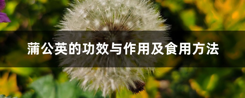 蒲公英的功效与作用及食用方法 蒲公英的功效与作用及食用方法