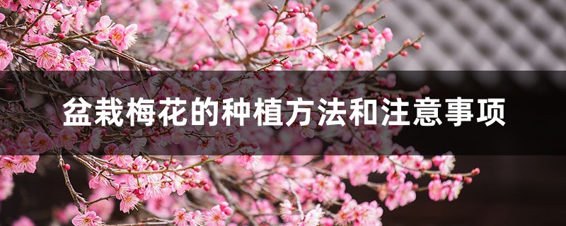 盆栽梅花的种植方法和注意事项 盆栽梅花的种植方法和注意事项