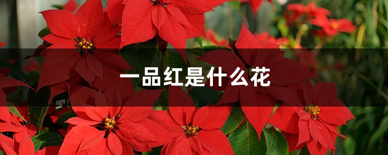 一品红是什么花 一品红是什么花