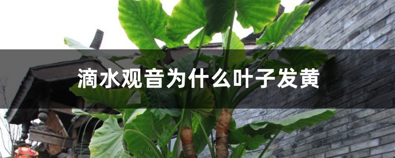 滴水观音为什么叶子发黄 滴水观音为什么叶子发黄