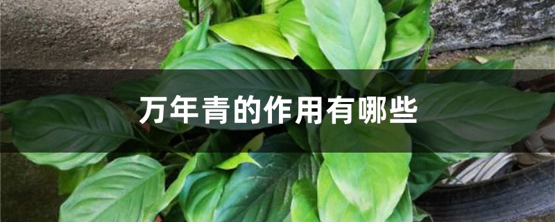 万年青的作用有哪些 万年青的作用有哪些