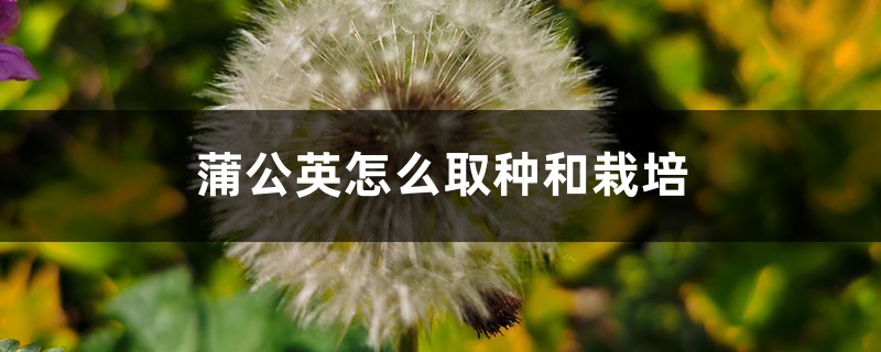 蒲公英怎么取种和栽培