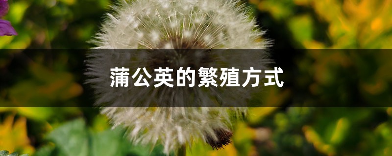 蒲公英的繁殖方式 蒲公英的繁殖方式