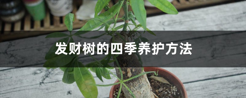 发财树的四季养护方法 发财树的四季养护方法