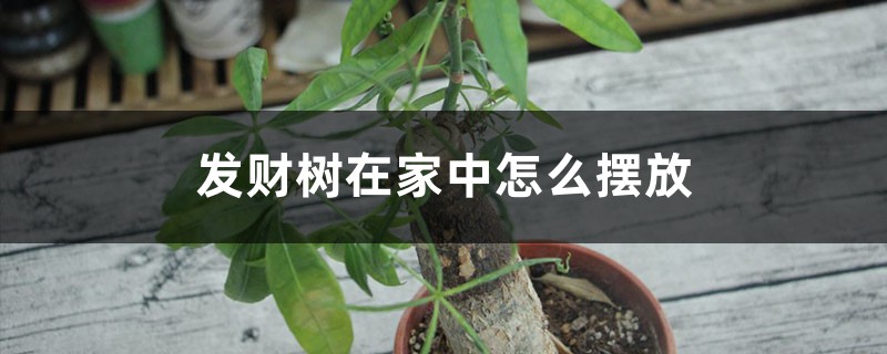 发财树在家中怎么摆放 发财树在家中怎么摆放