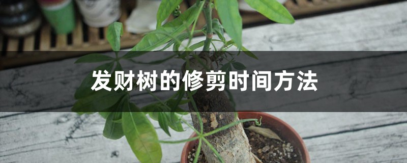 发财树的修剪时间方法 发财树的修剪时间方法