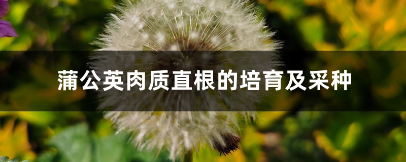 蒲公英肉质直根的培育及采种 蒲公英肉质直根的培育及采种