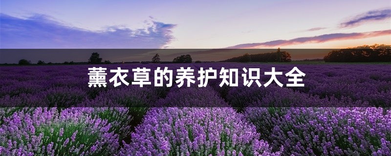 薰衣草的养护知识大全 薰衣草的养护知识大全