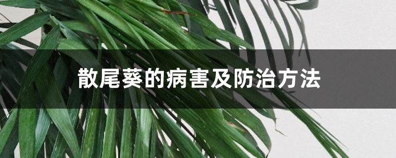 散尾葵的病害及防治方法 散尾葵的病害及防治方法