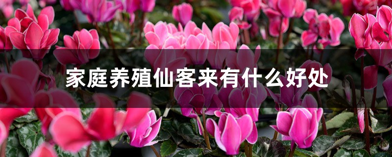 家庭养殖仙客来有什么好处 家庭养殖仙客来有什么好处