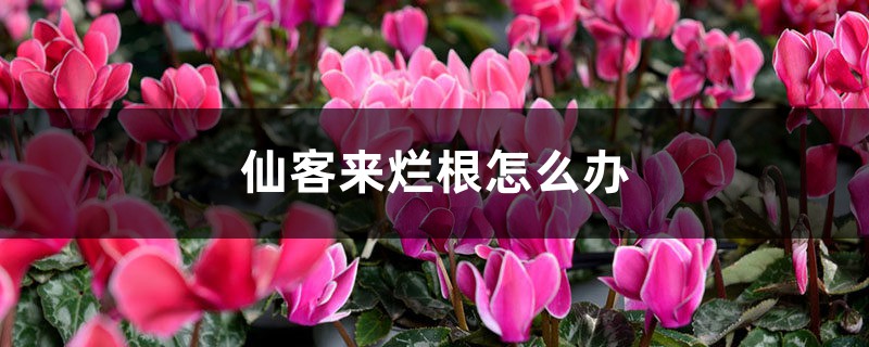 仙客来烂根怎么办 仙客来烂根怎么办
