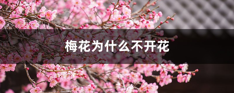 梅花为什么不开花 梅花为什么不开花