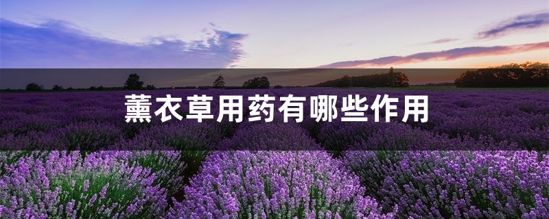 薰衣草用药有哪些作用 薰衣草用药有哪些作用