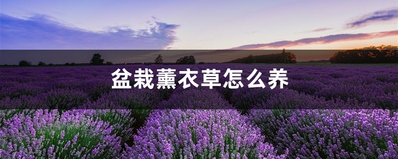盆栽薰衣草怎么养 盆栽薰衣草怎么养
