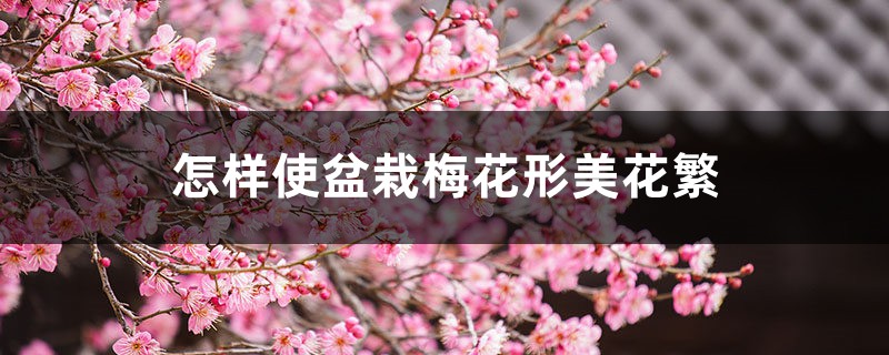 怎样使盆栽梅花形美花繁 怎样使盆栽梅花形美花繁